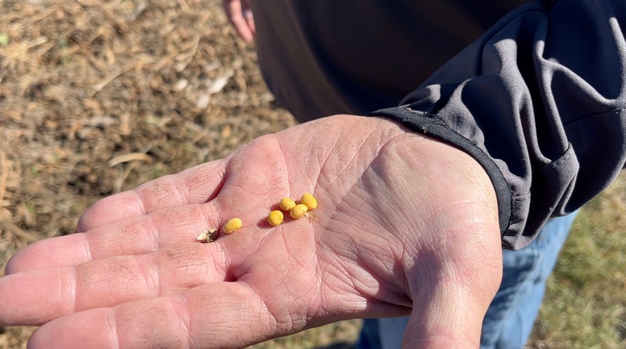 Soybean farmers brace for losses as China halts U.S. imports