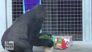 Happy holidays! Gorillas treated with enrichment and treats to celebrate - Fox News