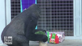 Happy holidays! Gorillas treated with enrichment and treats to celebrate