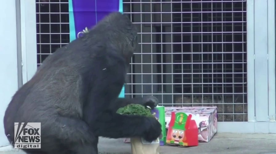 Happy holidays! Gorillas treated with enrichment and treats to celebrate