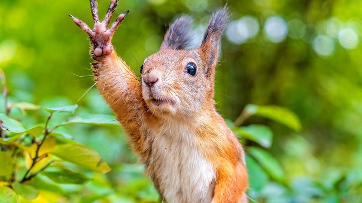 Squirrel takes wild plunge onto driver’s car in Massachusetts dashcam surprise