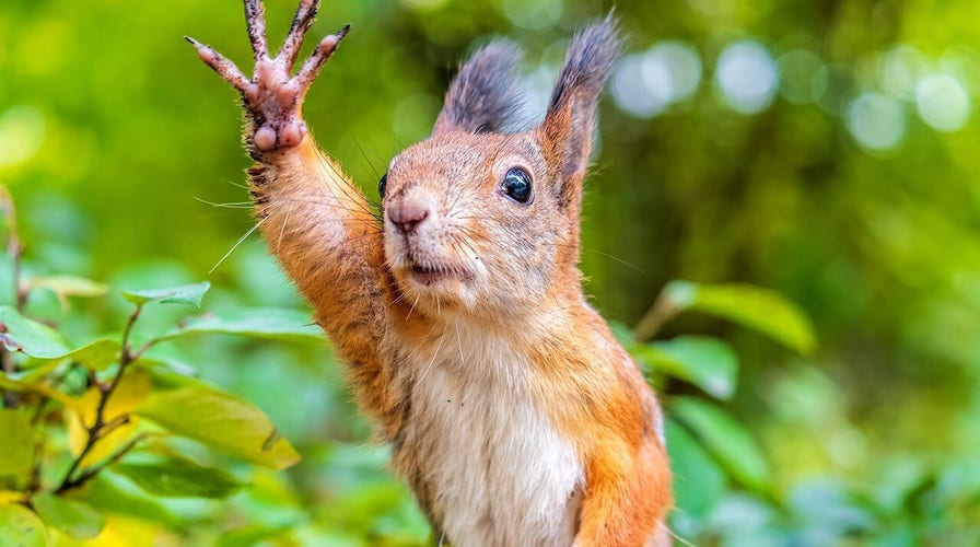Squirrel takes wild plunge onto driver’s car in Massachusetts dashcam surprise