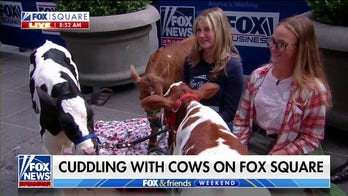 'Fox & Friends' cuddles with cows