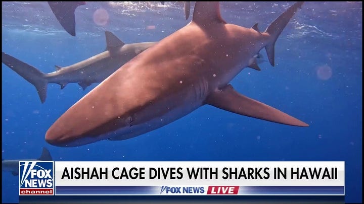 Aishah Hasnie cage dives with sharks in Hawaii