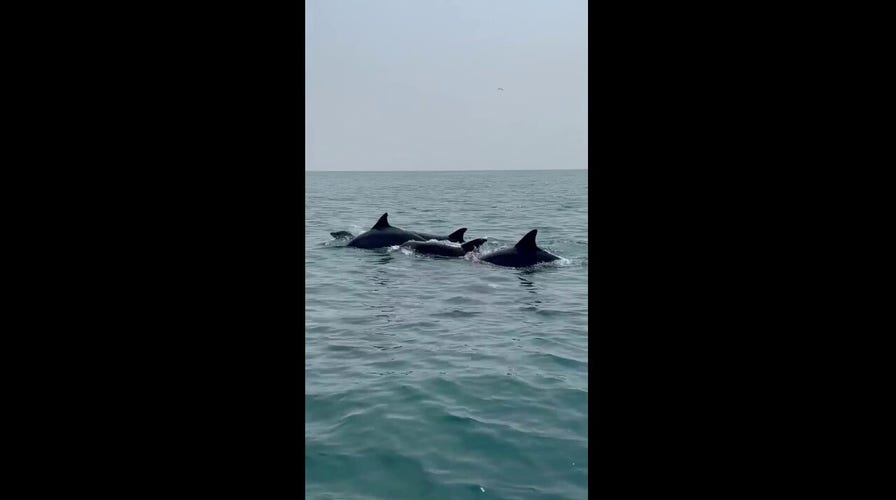 Pod of dolphins seen swimming near popular South Carolina beach