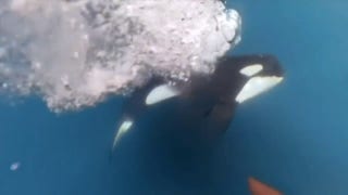 Racing boat endures orca encounter during international race - Fox News