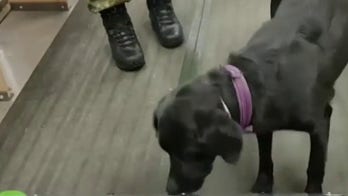 Dogs trained to sniff out travelers with COVID-19 at Dubai International Airport