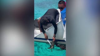 Ocean tour guide rescues sea turtle tangled in net - Fox News