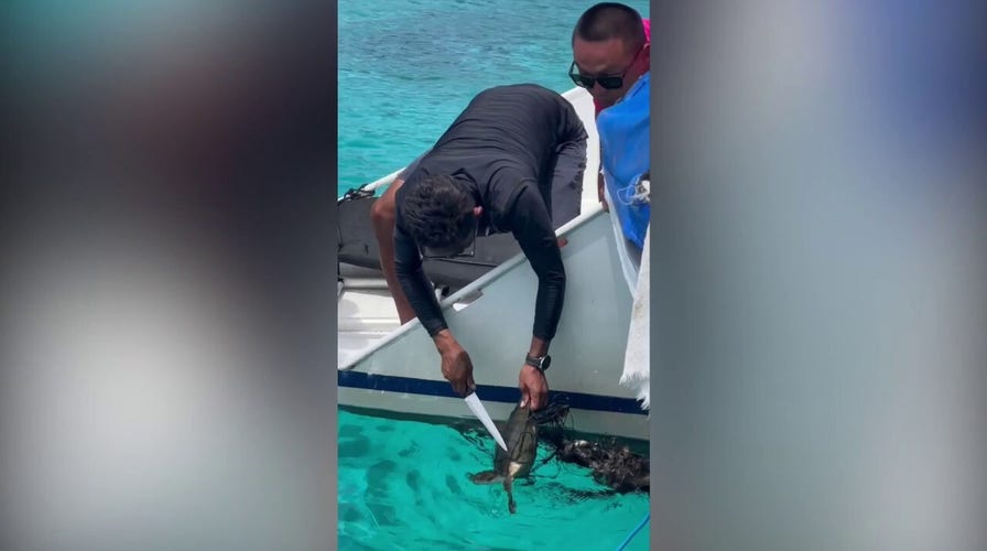 Ocean tour guide rescues sea turtle tangled in net