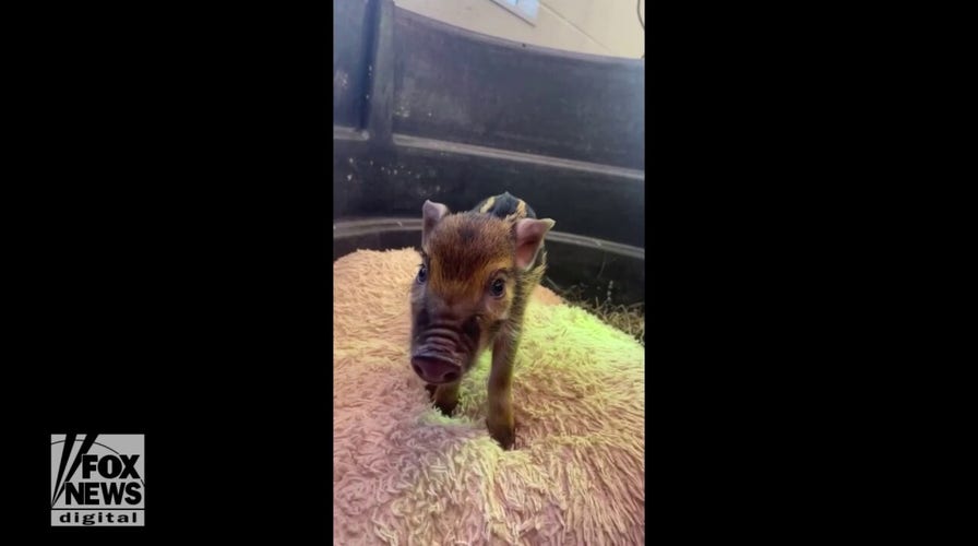 Baby pig with adorable name joins local zoo crew