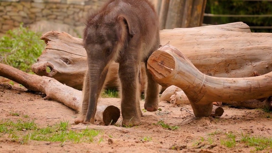 Fort Worth Zoo announces birth of massive Asian elephant calf in historic milestone