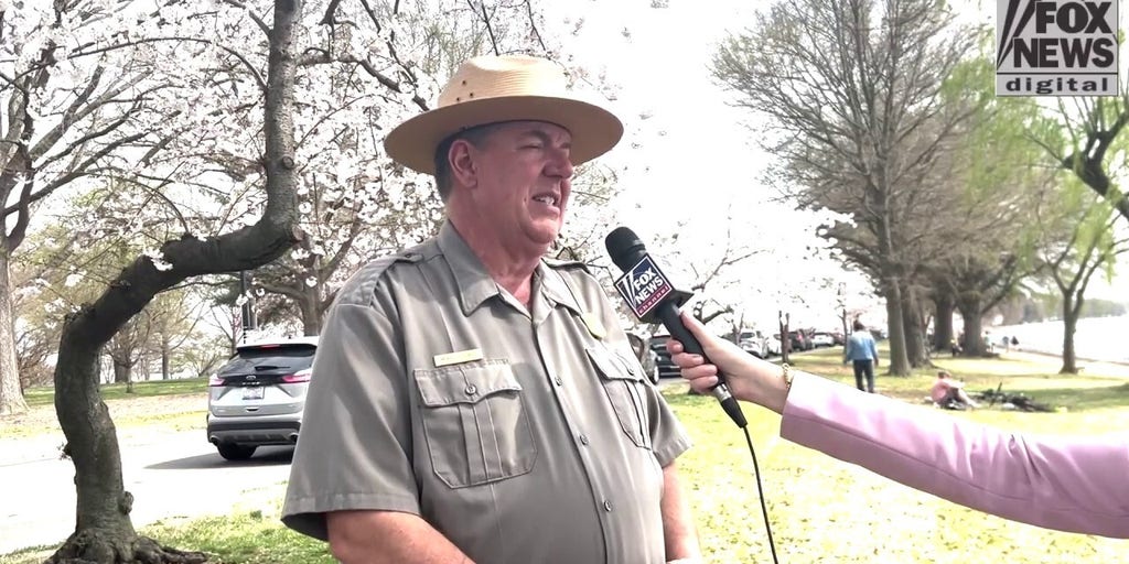 National Park Service ranger in DC reveals best tips for viewing cherry blossoms