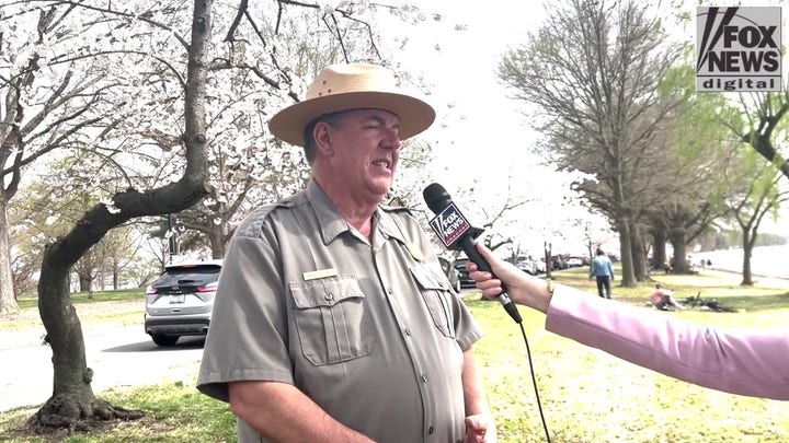 National Park Service ranger in DC reveals best tips for viewing cherry blossoms