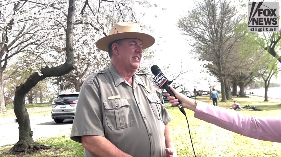 National Park Service ranger in DC reveals best tips for viewing cherry blossoms