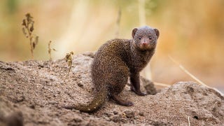Mongooses munch on snacks inside cardboard box play area at Saint Louis Zoo