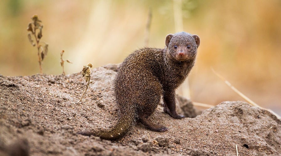 Mongooses munch on snacks inside cardboard box play area at Saint Louis Zoo