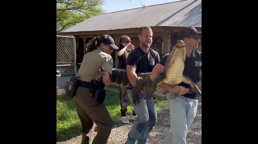 Texas Game Wardens relocate gator living at home for more than 20 years