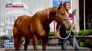 Warrior Ranch Foundation uses horses to help veterans with PTSD