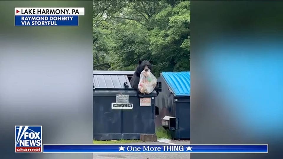 'The Five' reacts to bear dumpster diving