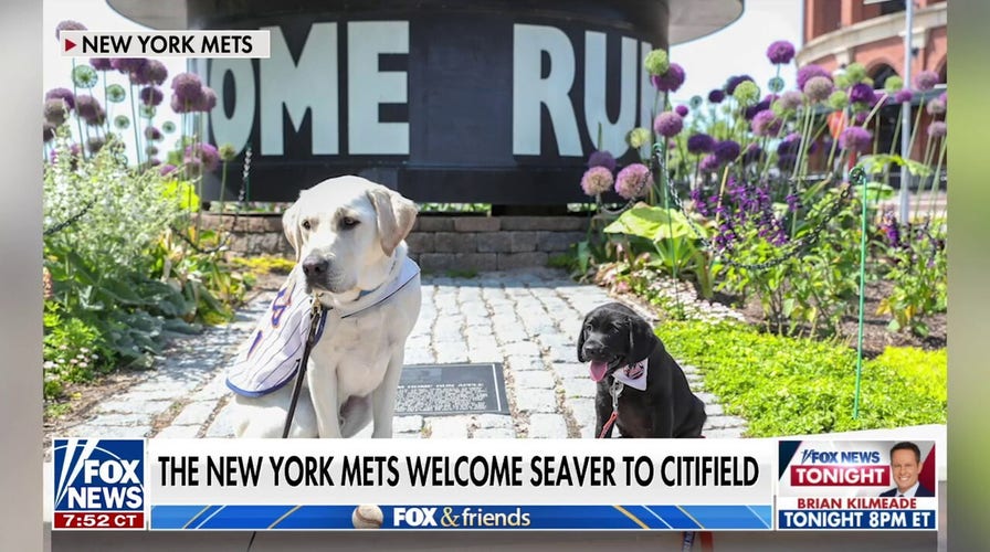 New York Mets train second puppy for America's VetDogs