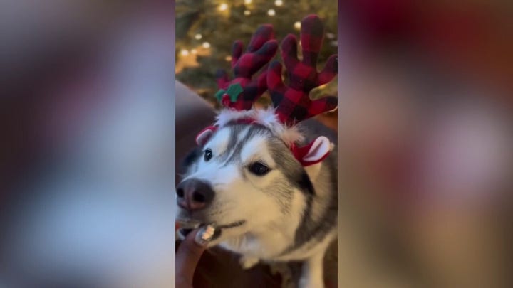 Dog saves owner, neighborhood by spotting home gas leak