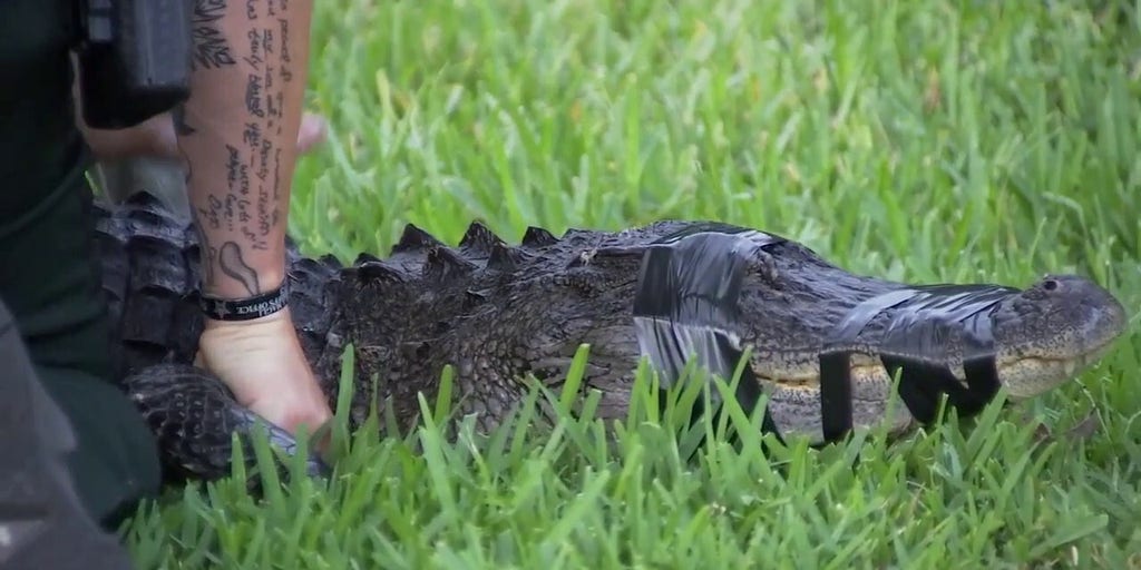 Florida woman attacked by alligator while walking her dog  Fox News Video