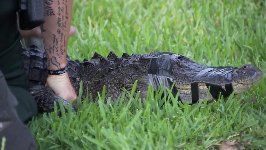 Florida woman attacked by 7-foot alligator while walking her dog