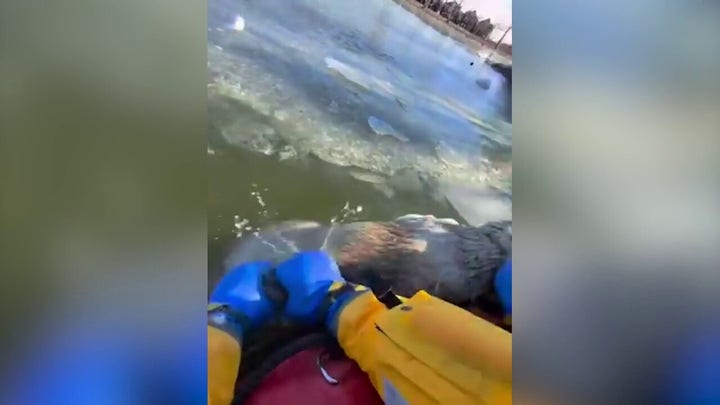 Los equipos de rescate salvan a un perro atrapado en aguas heladas tras romperse un lago congelado.