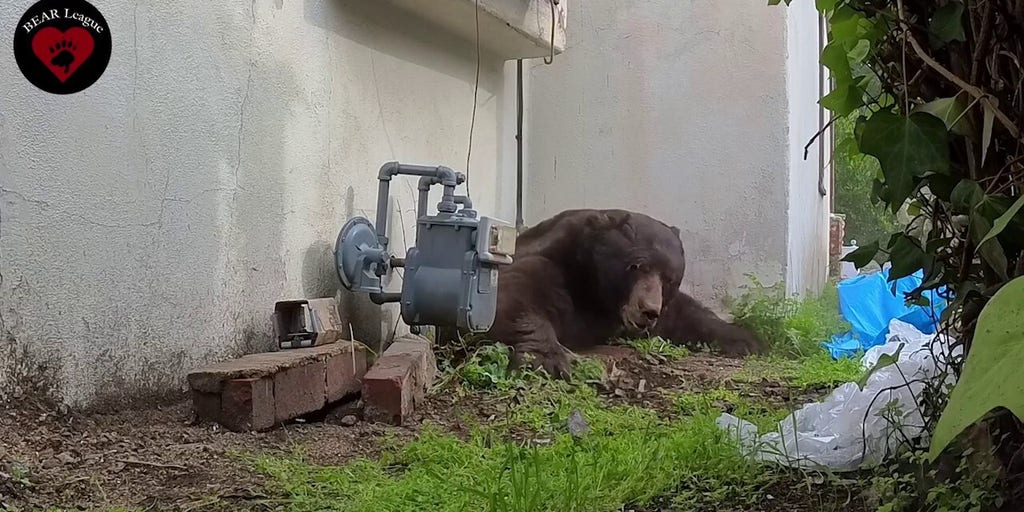 550-pound bear finally scurries away after wildlife expert crawls under home to flush it out