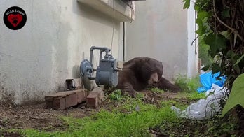 550-pound bear finally scurries away after wildlife expert crawls under home to flush it out