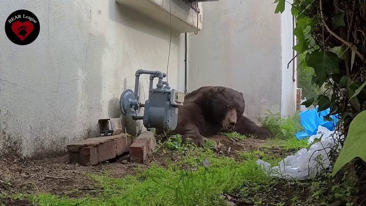 550-pound bear finally scurries away after wildlife expert crawls under home to flush it out