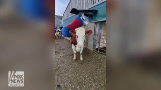 Cow enjoys back scratch with repurposed car wash brush - Fox News