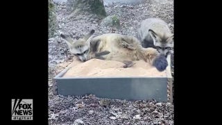 Sandbox fun! Watch these bat-eared foxes play in the sand at the zoo in Knoxville - Fox News