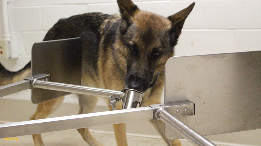 Penn Vet doctors train dogs to sniff out coronavirus
