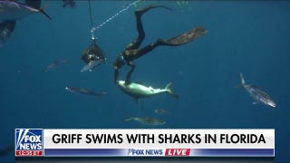 Griff Jenkins plunges into shark-infested waters - Fox News