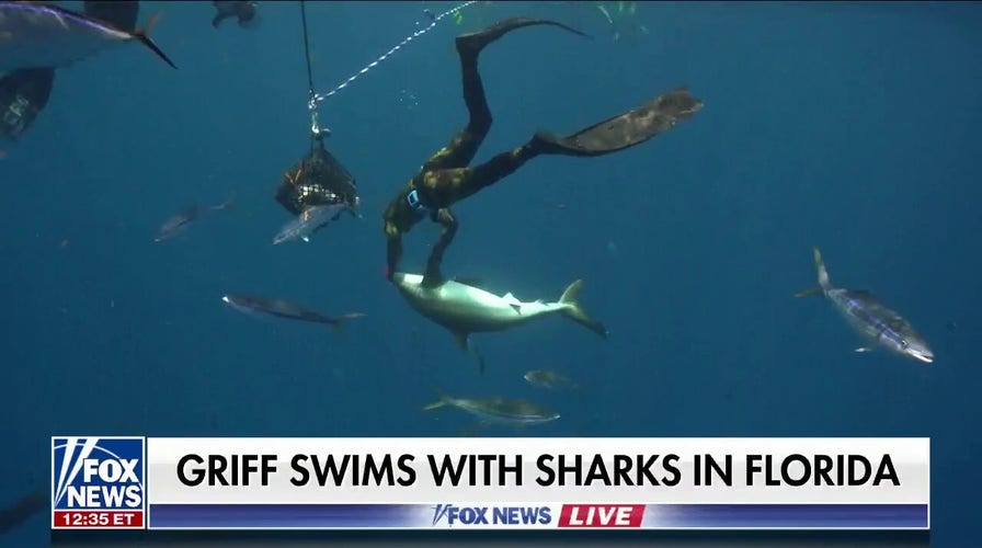 Griff Jenkins plunges into shark-infested waters