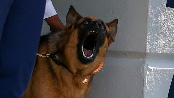 'The Five': Biden's dog bites 11th Secret Service agent