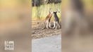 A pair of kangaroos box it out at the Nashville Zoo