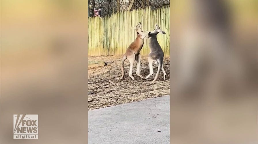 A pair of kangaroos box it out at the Nashville Zoo