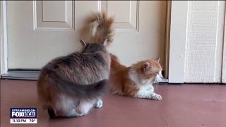 Pet cat escapes vet's office, arrives home 3 miles away days later