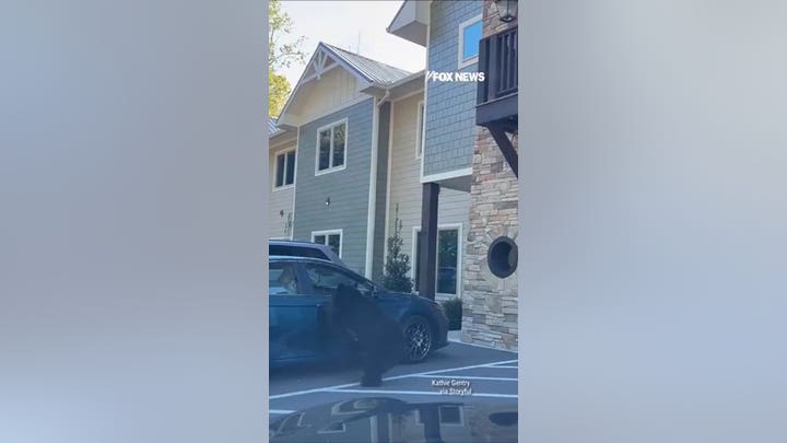 Bear family PILES into car after mama opens door