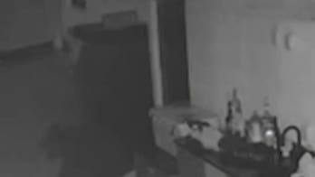 Florida bear strolls through unlocked gate, raids patio fridge and swipes booze