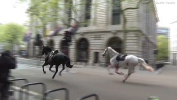 Military horses run loose in London