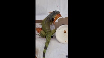 Food thief eats couple's pizza at Florida resort