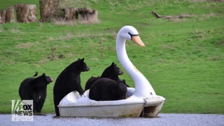 Black bears play with swan-shaped boats in safari park - Fox News