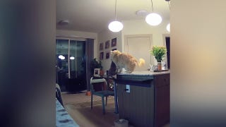 Hungry young cat in family's kitchen gets schooled by older cat  - Fox News
