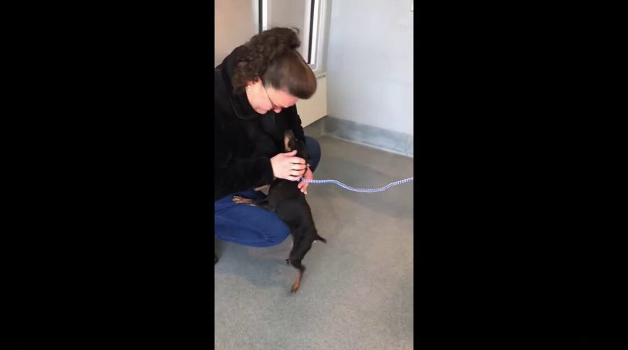 Virginia woman reunited with missing dog after 7 years
