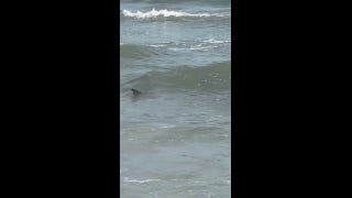 Shark caught on camera in shallow water off of the coast of South Carolina - Fox News