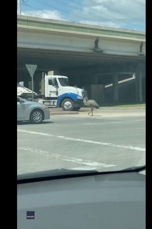 WATCH IT: EMU loose on highway