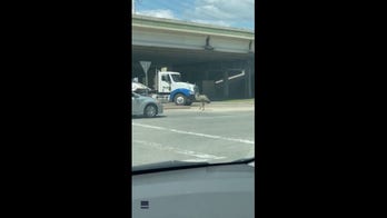 Loose emu seen running through busy streets
